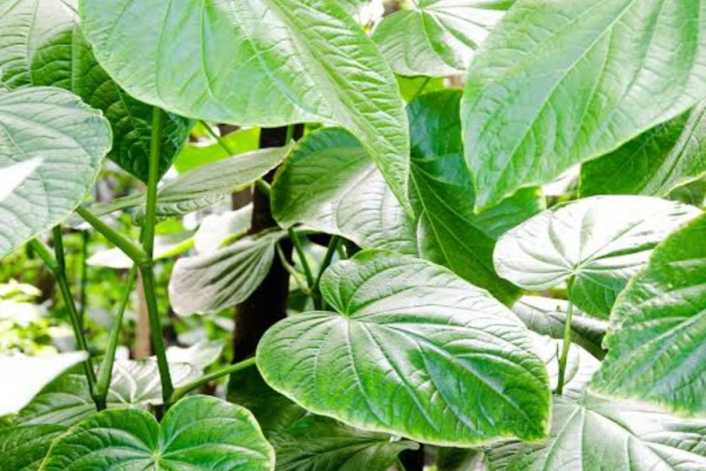 A close up image of kava plant's leaves