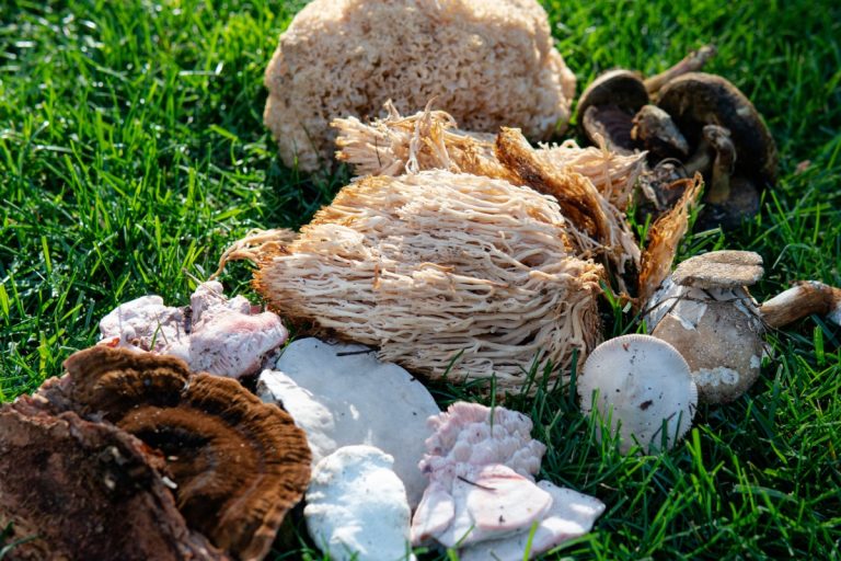 A collection of freshly harvested functional mushrooms kept on the ground.