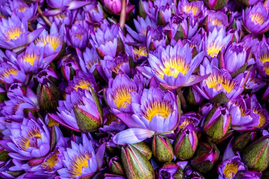 Is Blue Lotus Legal? A 2026 Guide to Blue Lotus Legality in the U.S. and Beyond