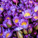 Is Blue Lotus Legal? A 2026 Guide to Blue Lotus Legality in the U.S. and Beyond