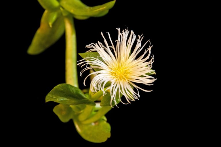 Kanna Plant grown in a lab