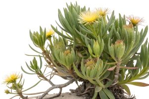 What Is Kanna? A Complete Guide to This South African Mood Herb