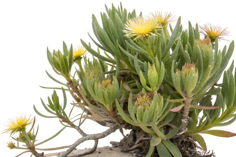 Kanna plant shown in the image