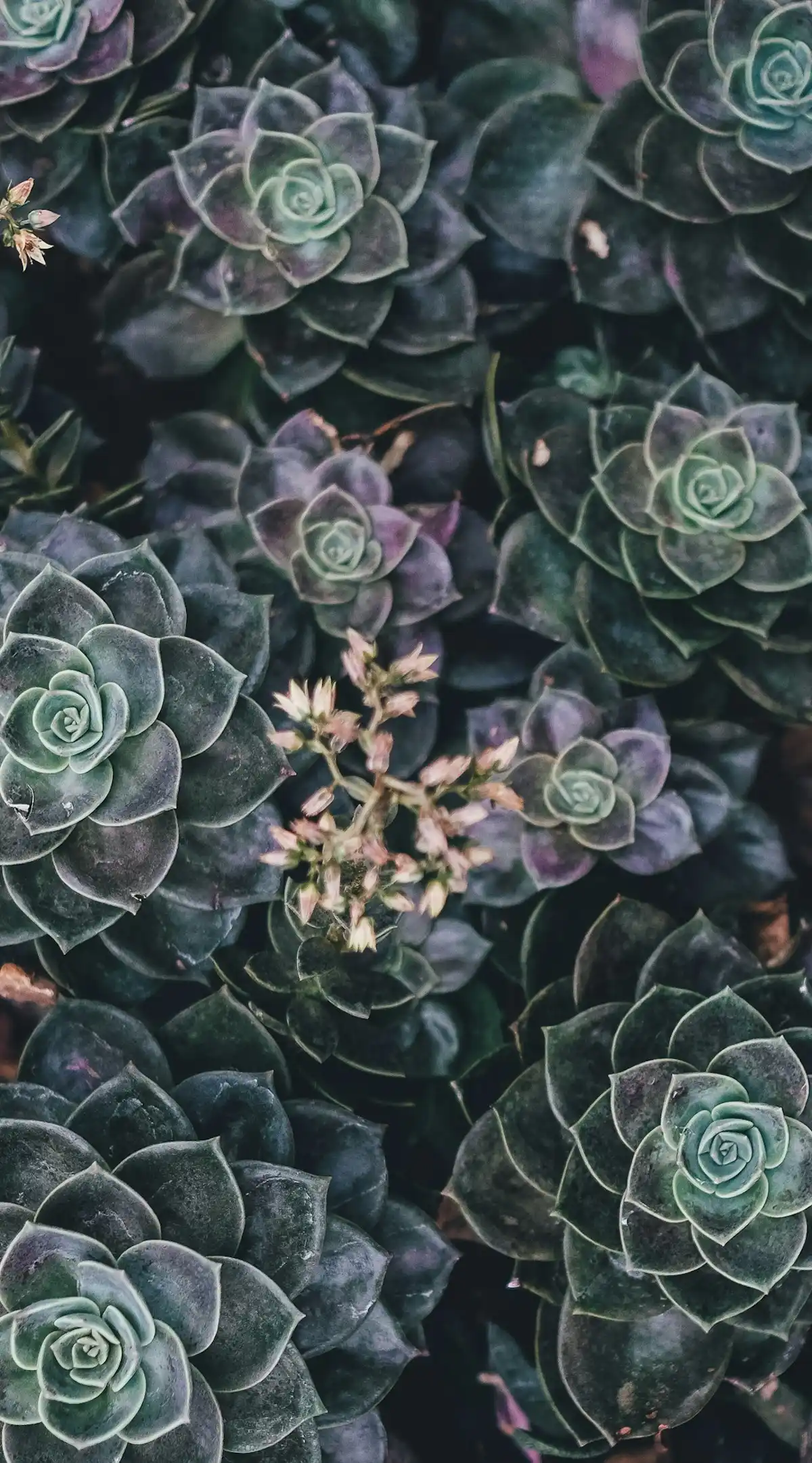 Rosette-shaped succulents with green and purple leaves
